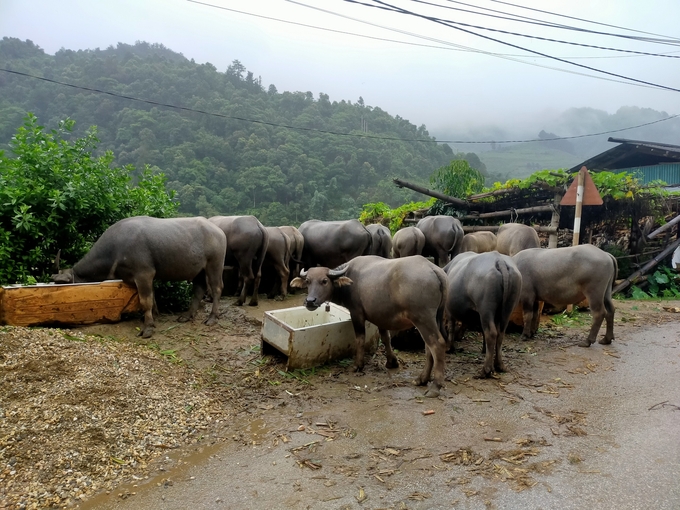 Người dân Mù Cang Chải không thả gia súc lên rừng trong mùa mưa lũ và chuẩn bị nguồn thức ăn xanh dự trữ. Ảnh: Thanh Tiến.