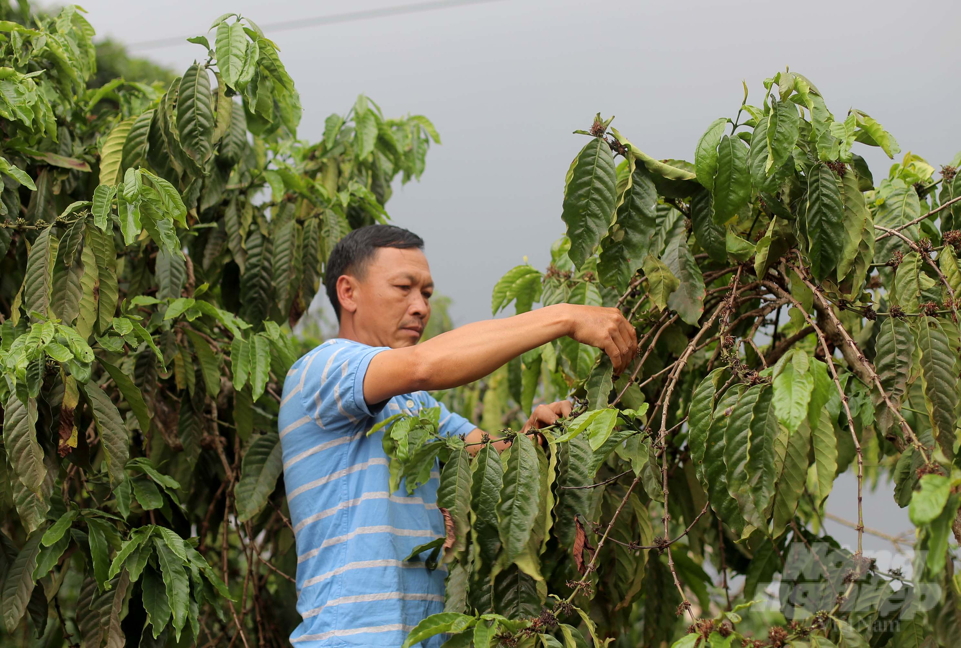 Hiện tại, 4,5ha cà phê của gia đình ông Trần Mai Bình đã đạt chứng nhận hữu cơ theo TCVN. Ảnh: Minh Hậu.