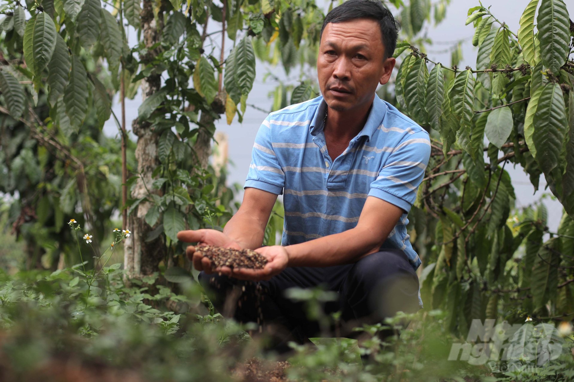 Gia đình ông Trần Mai Bình sử dụng các loại phân hữu cơ, kết hợp nguồn phân tự ủ từ vỏ cà phê để bón cho cây trồng. Ảnh: Minh Hậu.