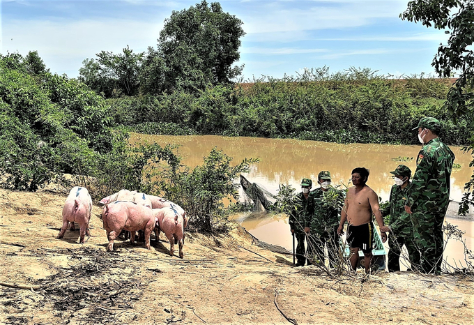 A person who smuggled pigs across the border was discovered and arrested by the Song Trang border post. Photo: Hoang Vu.