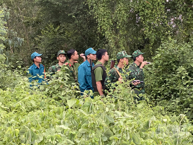 It is no simple task to detect a pig smuggling case across the border, especially in the dark, border guards had to be in secret uniform, wriggling in the orchards along the riverbank, mixed with tall grass and reeds. Photo: Hoang Vu.