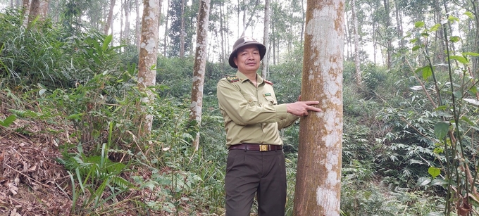 Ông Kiều Tư Giang, Chi cục trưởng Chi cục Kiểm lâm tỉnh Yên Bái khảo sát diện tích rừng cấp chứng chỉ FSC tại huyện Yên Bình. Ảnh: Thanh Tiến
