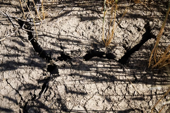 The cracked dry land of farmer Sean Stanford’s wheat field that is suffering from lack of rain and high summer temperatures is shown near Magrath, Alta. Photo: Todd Korol/The Canadian Press