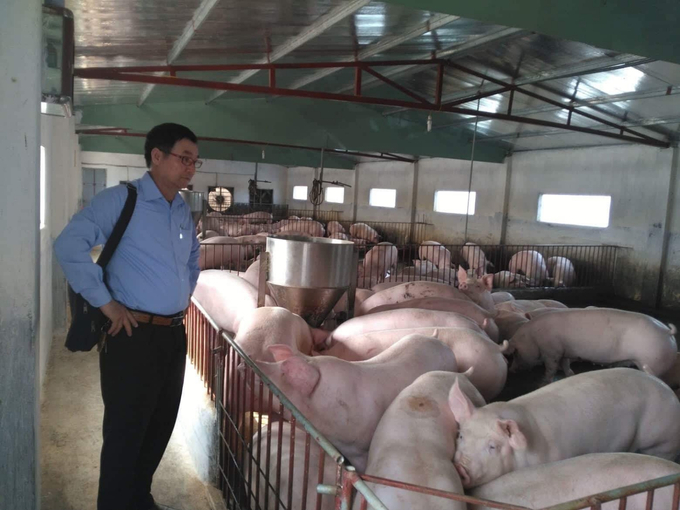 Đàn lợn ngoại hiện chiếm trên 80% tổng đàn trên toàn tỉnh Thái Bình. Ảnh: BT.