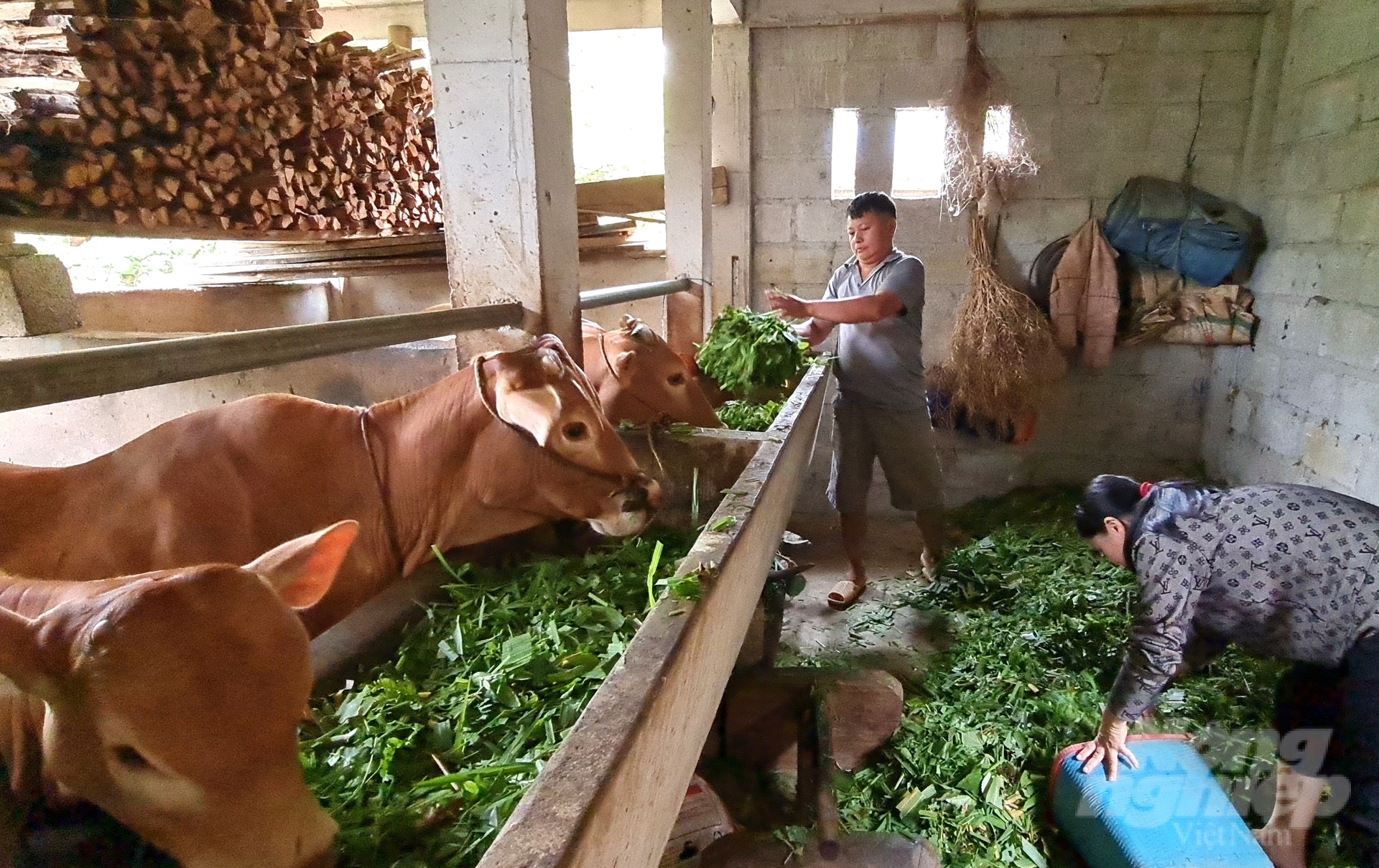 Việc liên kết trong chăn nuôi là rất cần thiết giúp người nông dân tiếp cận tốt hơn với thị trường. Ảnh: Đào Thanh.