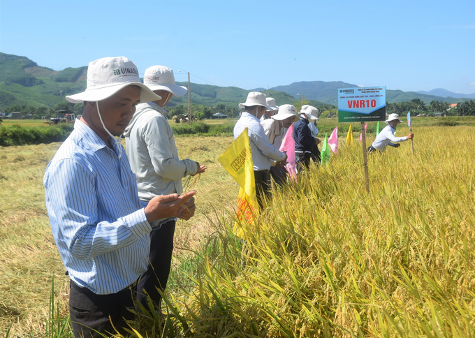 Trung tâm Dịch vụ nông nghiệp huyện Hoài Ân (Bình Định) kiểm tra, đánh giá ruộng sản xuất lúa VNR10 của xã Ân Hữu. Ảnh: V.Đ.T.