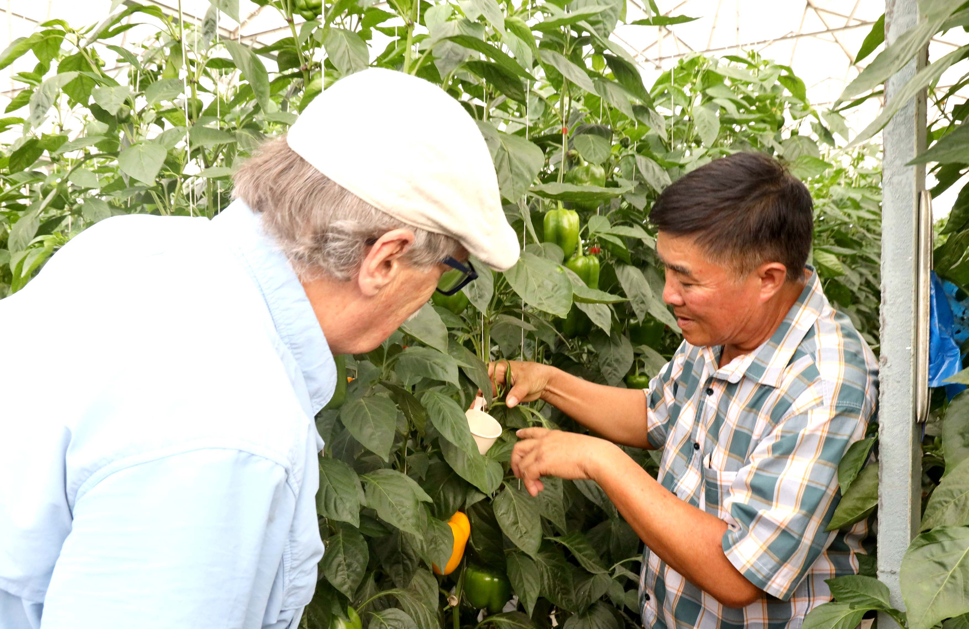 Canadian experts visit a model of applying natural enemies in bell pepper production in Lam Dong.