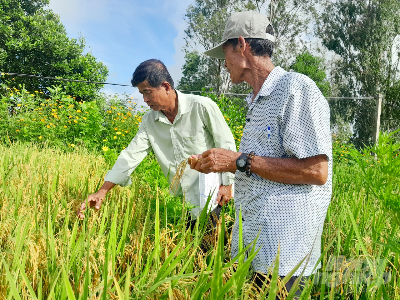 Sản xuất lúa gạo bền vững theo tiêu chuẩn SRP kết hợp trồng hoa sinh thái trên đồng ruộng giúp nông dân giảm 15 - 18% chi phí, tăng thêm 18 - 20% lợi nhuận. Ảnh: Lê Hoàng Vũ.