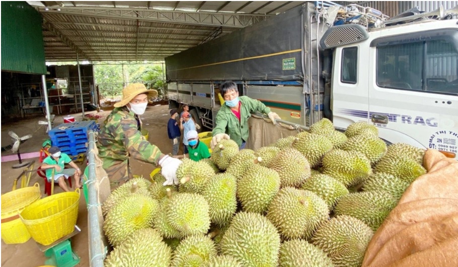 Việc tăng giá sầu riêng cũng làm xuất hiện những đứt gãy nhất định trong chuỗi liên kết (Ảnh minh họa).