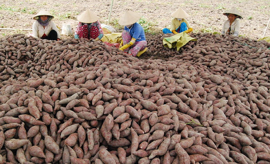 khoai lang binh tan