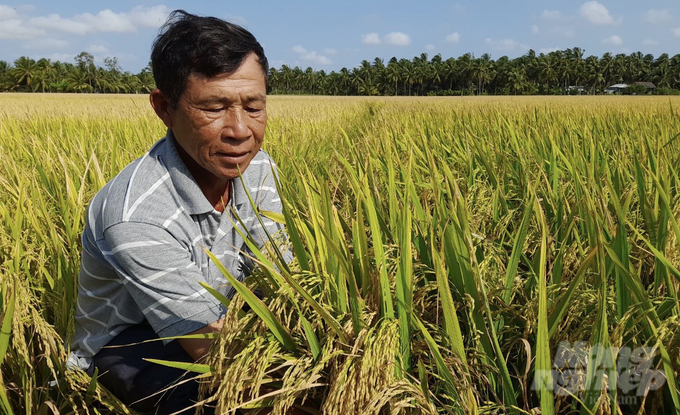 Châu Thành A triển khai mô hình ứng dụng công nghệ cao vào sản xuất lúa giúp đạt năng suất cao. Ảnh: Hồ Thảo.