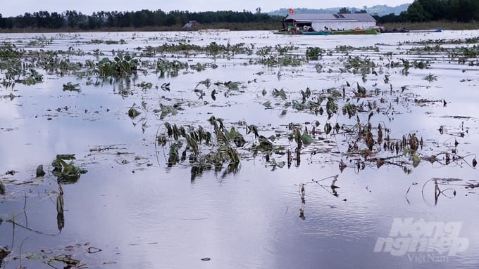 Hàng trăm ha cây khoai mì của người dân huyện Định Quán sắp đến ngày thu hoạch đến nay vẫn đang chìm sâu trong mênh mông nước lũ. Ảnh: Minh Sáng.