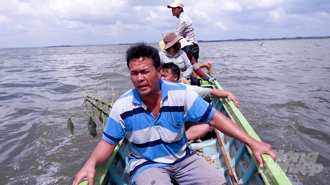 Người dân thuê người thu hoạch mì, nhưng đa số củ mì đã bắt đầu bị thối vì ngâm nước nhiều ngày. Ảnh: Minh Sáng.