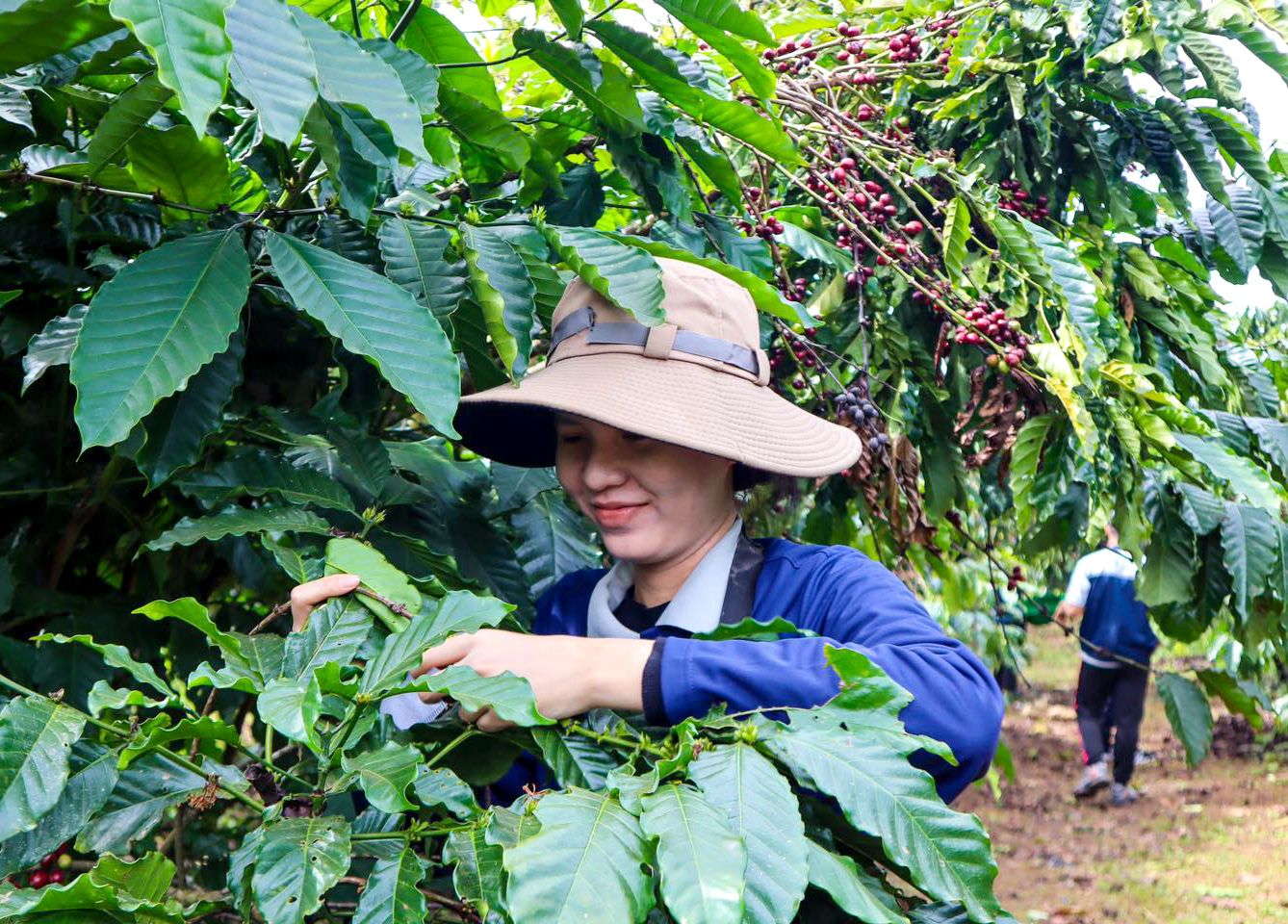 El Nino may affect coffee production in Vietnam in the next crop year. Photo: Son Trang.