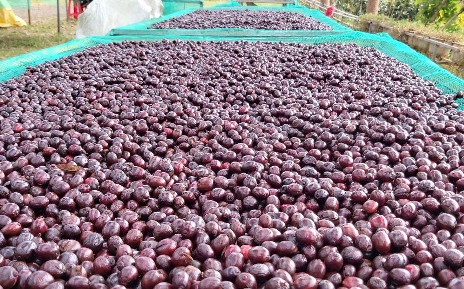 Coffee is being dried on a farm in the Central Highlands. Photo: Son Trang.