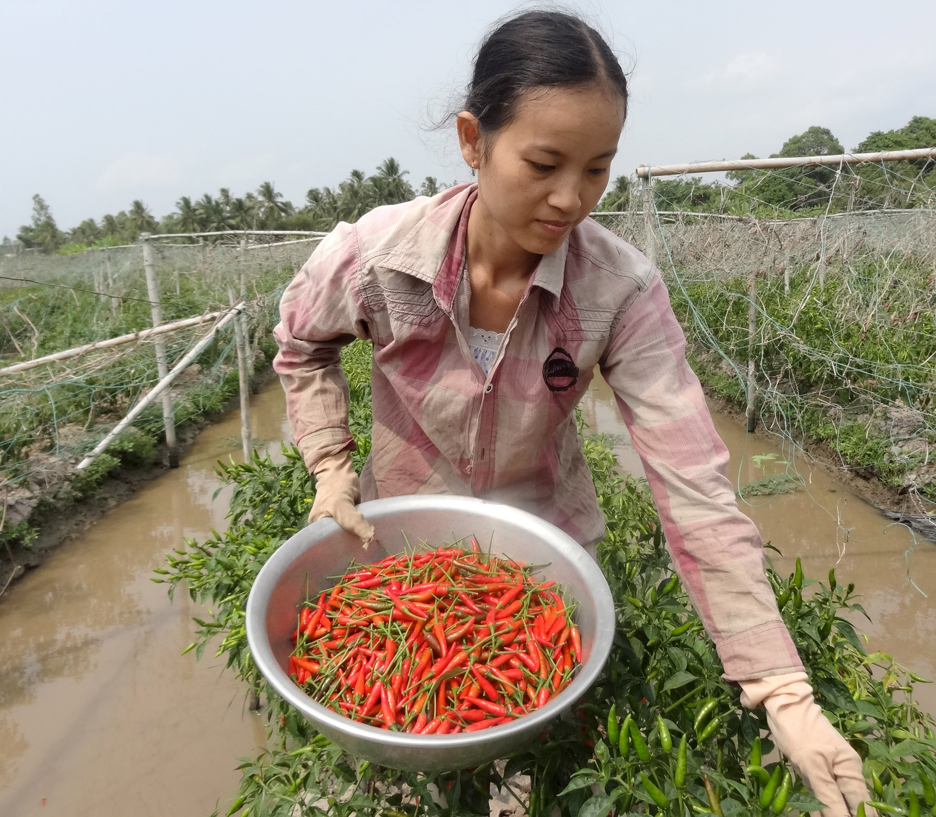 Farmers harvesting chili peppers in Vinh Long province. Photo: Son Trang.
