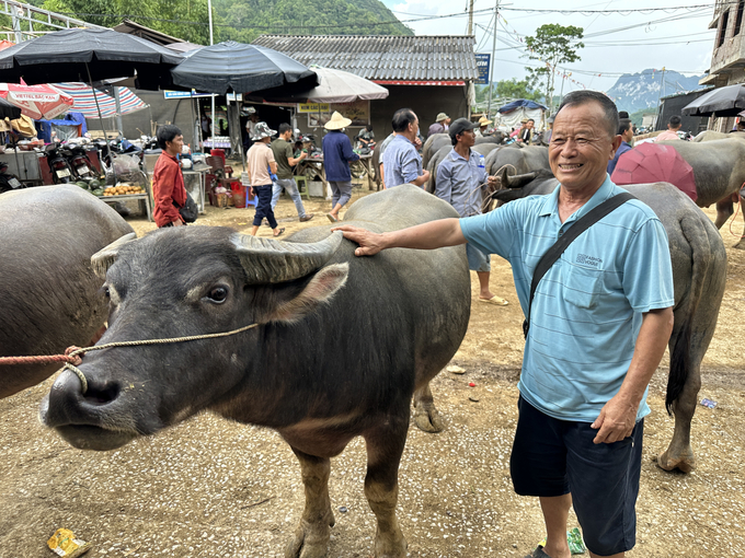 Ông Lý Văn Tu tại chợ trâu, bò Nghiên Loan. Ảnh: Ngọc Tú. 