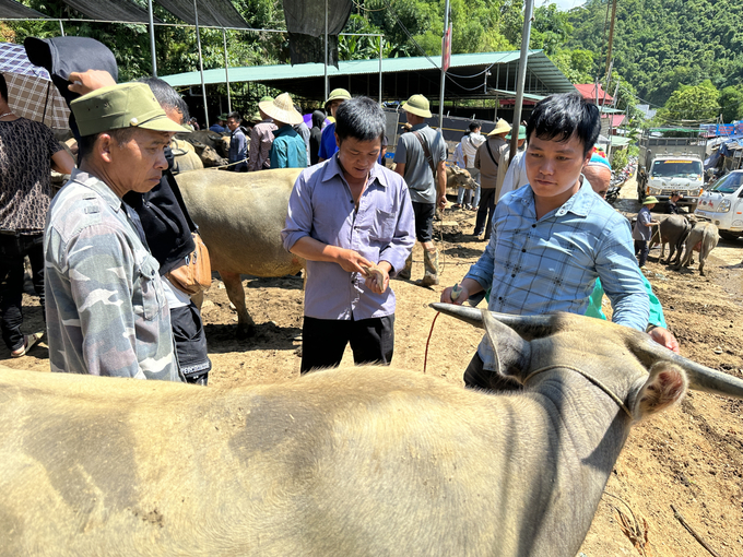 Những cuộc ngã giá nhanh chóng tại chợ trâu, bò Nghiên Loan. Ảnh: Ngọc Tú. 