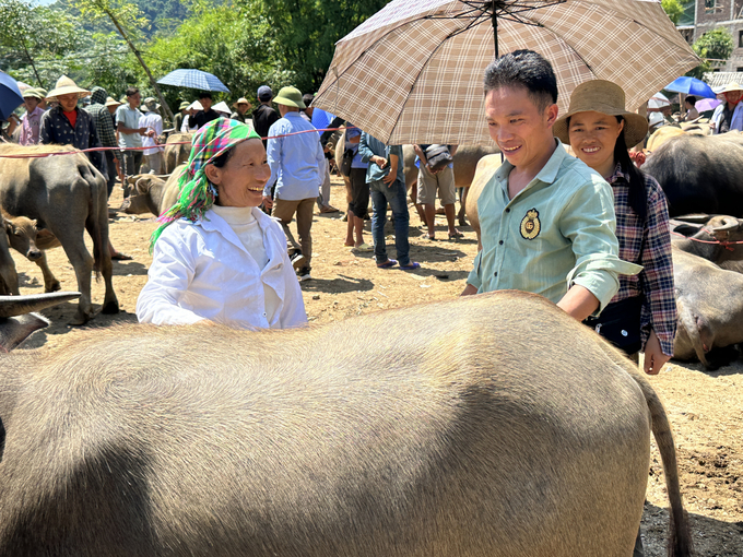 Một chủ trâu vui mừng khi bán được với giá cao. Ảnh: Quang Linh. 