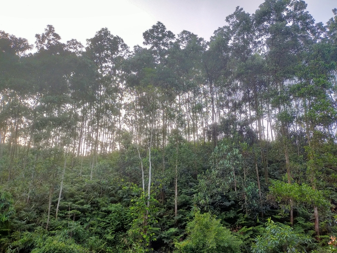 Many forest areas are intercropped with forest trees, making it difficult to obtain forest certificates. Photo: Thanh Tien.