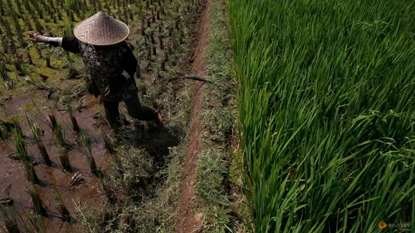 A farmer clears weeds from his crop in a rice paddy field near Subang, Indonesia's West Java province. Photo: REUTERS/Beawiharta