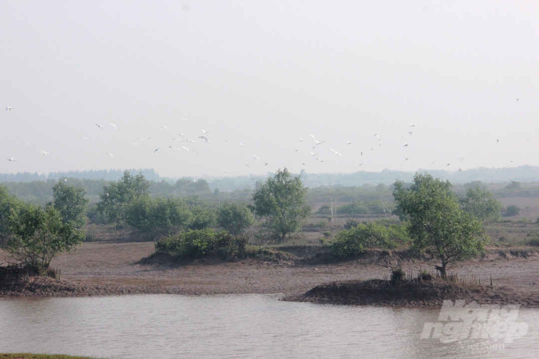 Khu bảo tồn thiên nhiên đất ngập nước Tiền Hải là một trong những vùng lõi quan trọng thuộc khu dự trữ sinh quyển châu thổ sông Hồng, là một khu dự trữ sinh quyển thế giới ở Việt Nam. ẢNh: LT.