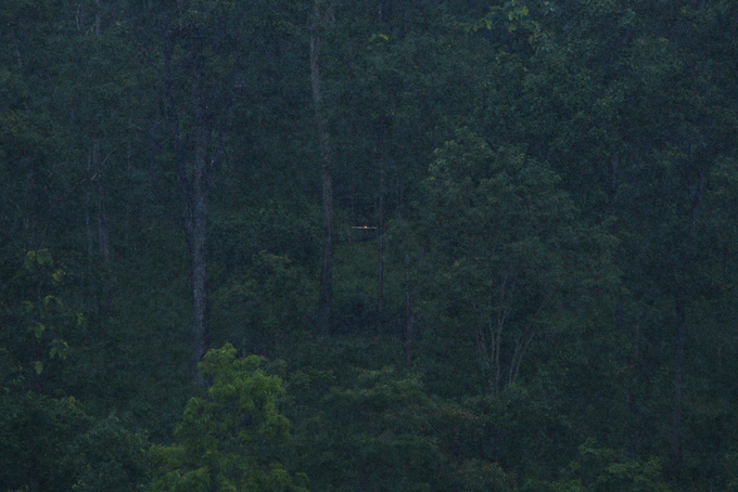 In the midst of the dark green of the forest, the 4G receiver sometimes emits a flickering red light. Photo: Tung Dinh.