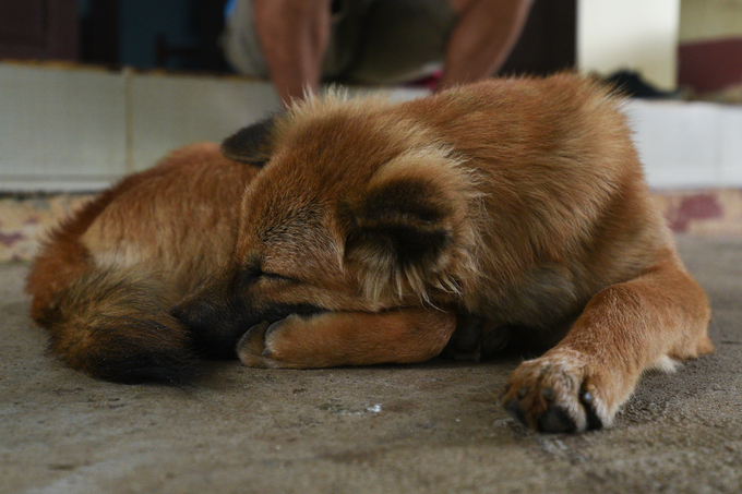 The Japanese dog is a friend of Yok Don forest rangers. Photo: Tung Dinh.