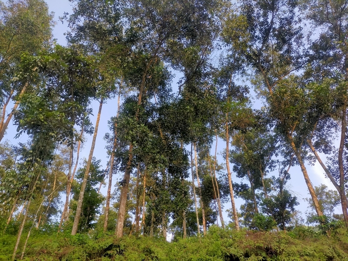 Yen Bai province has over 13,000 ha of FSC-certified forest. Photo: Thanh Tien.