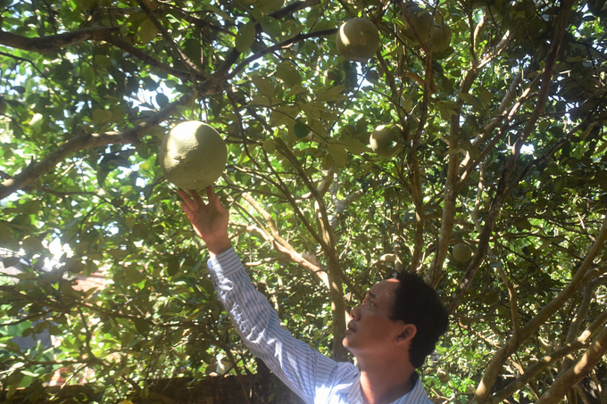 The technical staff of Hoai An District Agricultural Service Center visited Mr. Bui Quoc Cuong's pomelo garden. Photo: V.D.T.