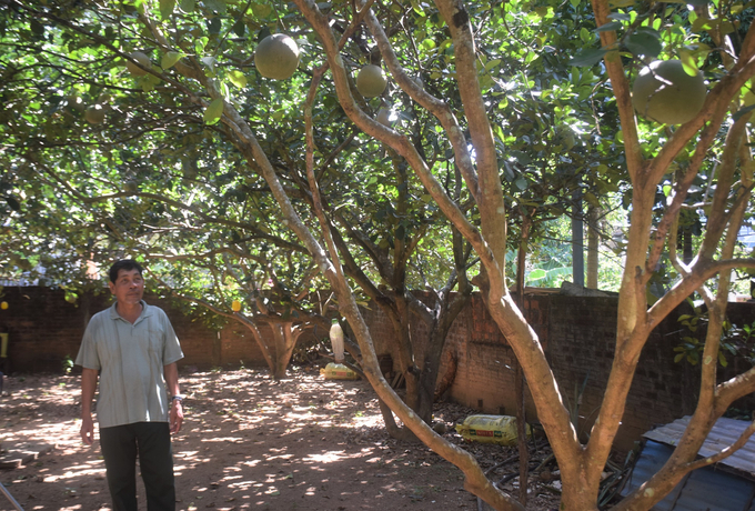 Thanks to the early flowering, the pomelo garden of Mr. Bui Quoc Cuong (69 years old) in Lien Hoi village, An Huu commune (Hoai An district, Binh Dinh) this year still 'has its season.' Photo: V.D.T.