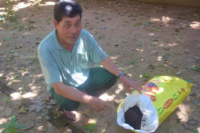 Mr. Cuong prepares organic fertilizer to fertilize pomelos. Photo: V.D.T.