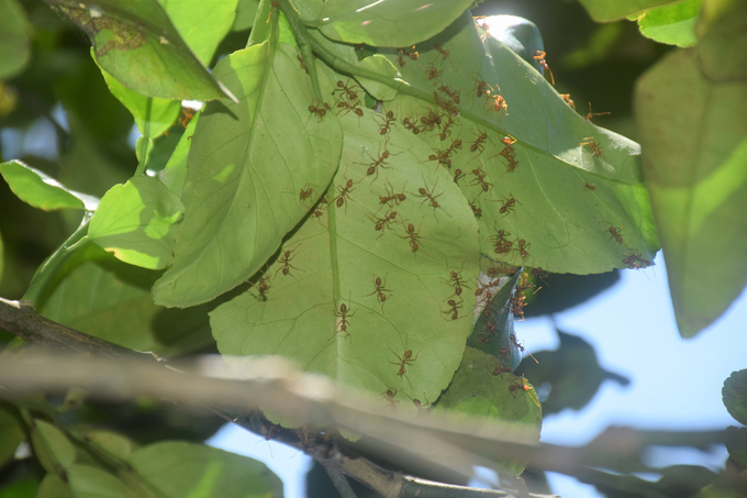 Những ổ kiến vàng trên những cây bưởi của ông Cường dọn sạch sâu, bọ, rầy nên ông không phải bơm thuốc BVTV phòng trừ sâu bệnh cho bưởi. Ảnh: V.Đ.T.