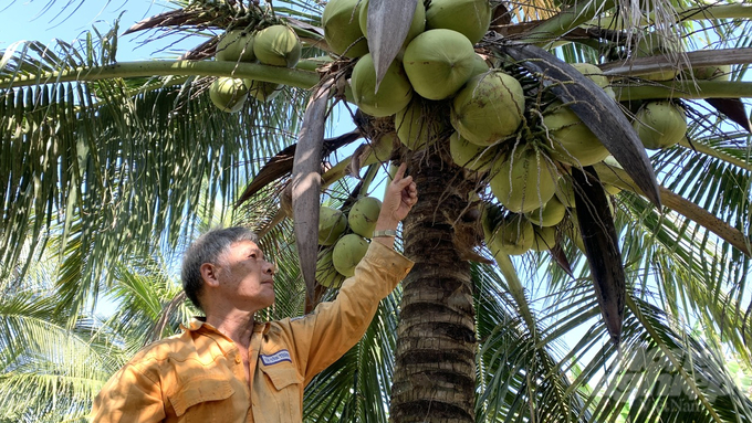 Nông dân Trà Vinh đang đứng trước cơ hội để nâng cao giá trị cho trái dừa khi được xuất khẩu chính ngạch sang thị trường Trung Quốc. Ảnh: Hồ Thảo.