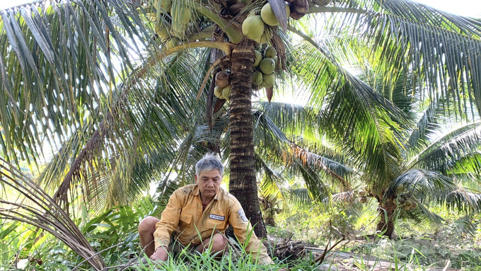 Nông dân tuyệt đối không sử dụng thuốc trừ cỏ trong canh tác dừa. Ảnh: Hồ Thảo.