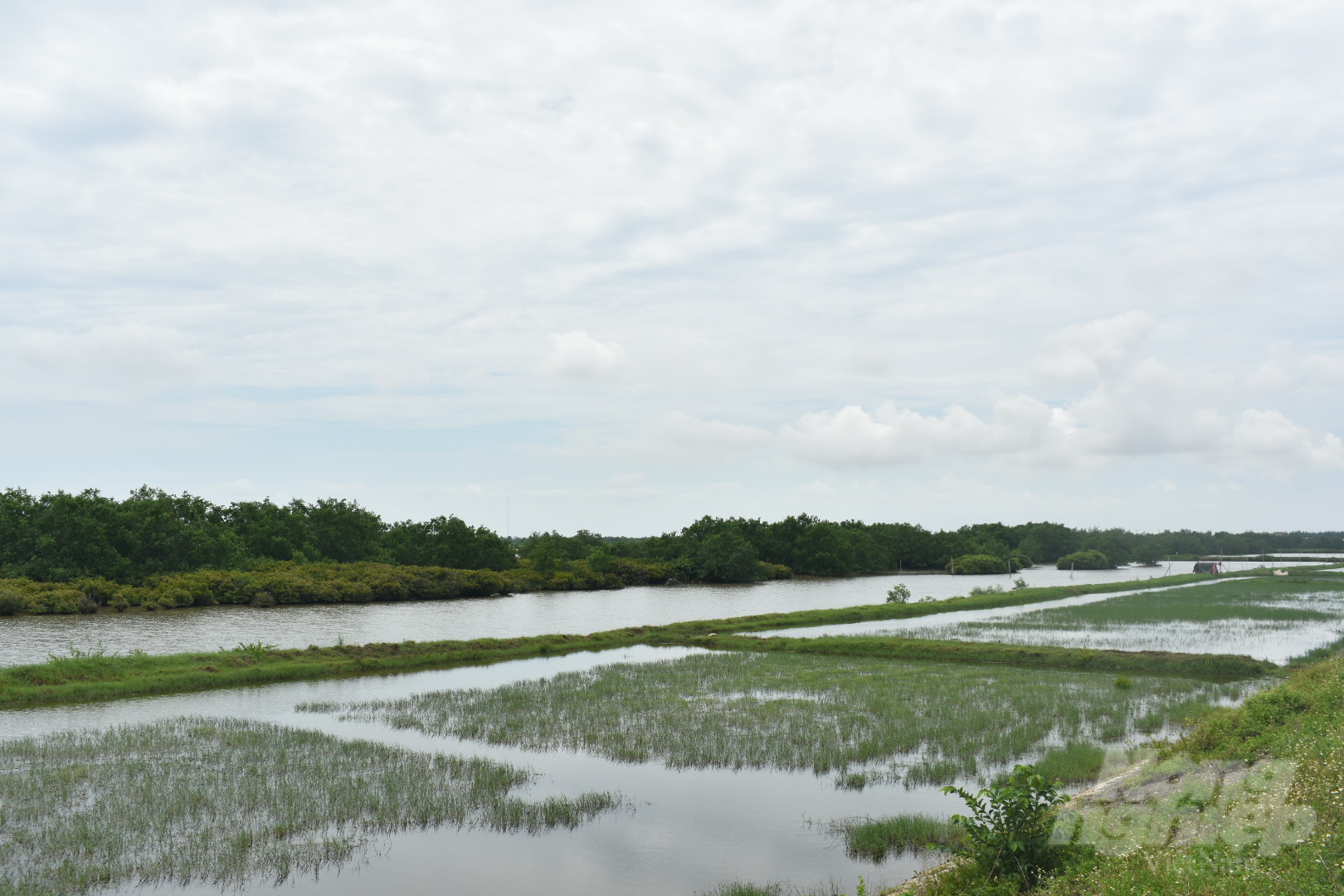 Khu bảo tồn thiên nhiên đất ngập nước Tiền Hải, Thái Bình. Ảnh: K. Trung.
