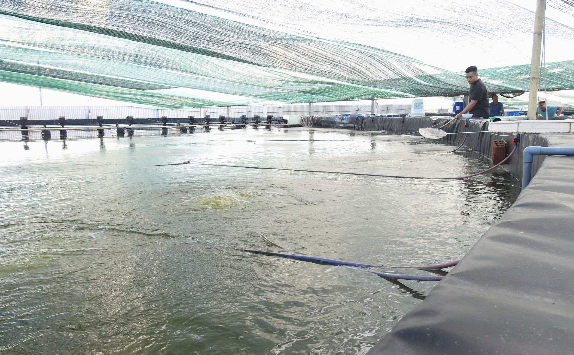The model of 3-stage shrimp farming with the application of microbiological RAS technology increases the economic value for shrimp farmers in Ha Tinh City. Photo: Thanh Nga.