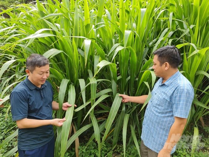 Cán bộ Chi cục Chăn nuôi và Thú y tỉnh Hà Giang kiểm tra diện tích cỏ phục vụ cho việc chăn nuôi đại gia súc tại các địa phương. Ảnh: Đào Thanh.