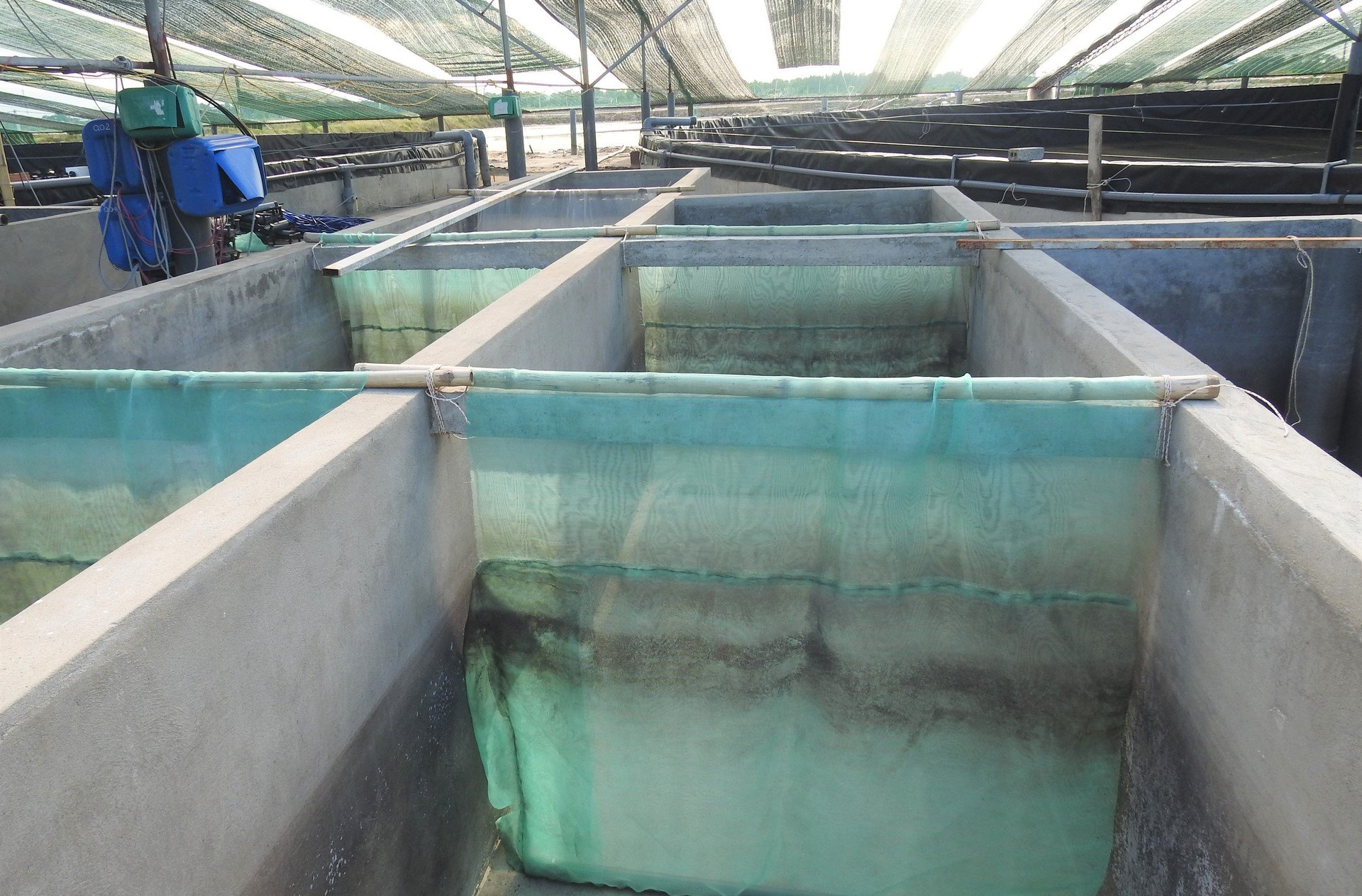 The pond system and water settling tanks are methodically invested in by farmers. Photo: Thanh Nga.