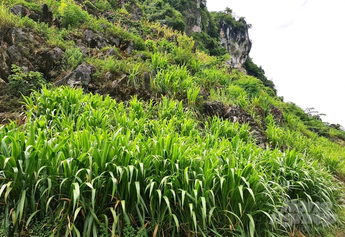 Các giống cỏ voi, cỏ VA06... được trồng bạt ngàn trên vùng núi đá Hà Giang để làm thức ăn cho gia súc, trong đó chủ lực là cho bò. Ảnh: Đào Thanh.