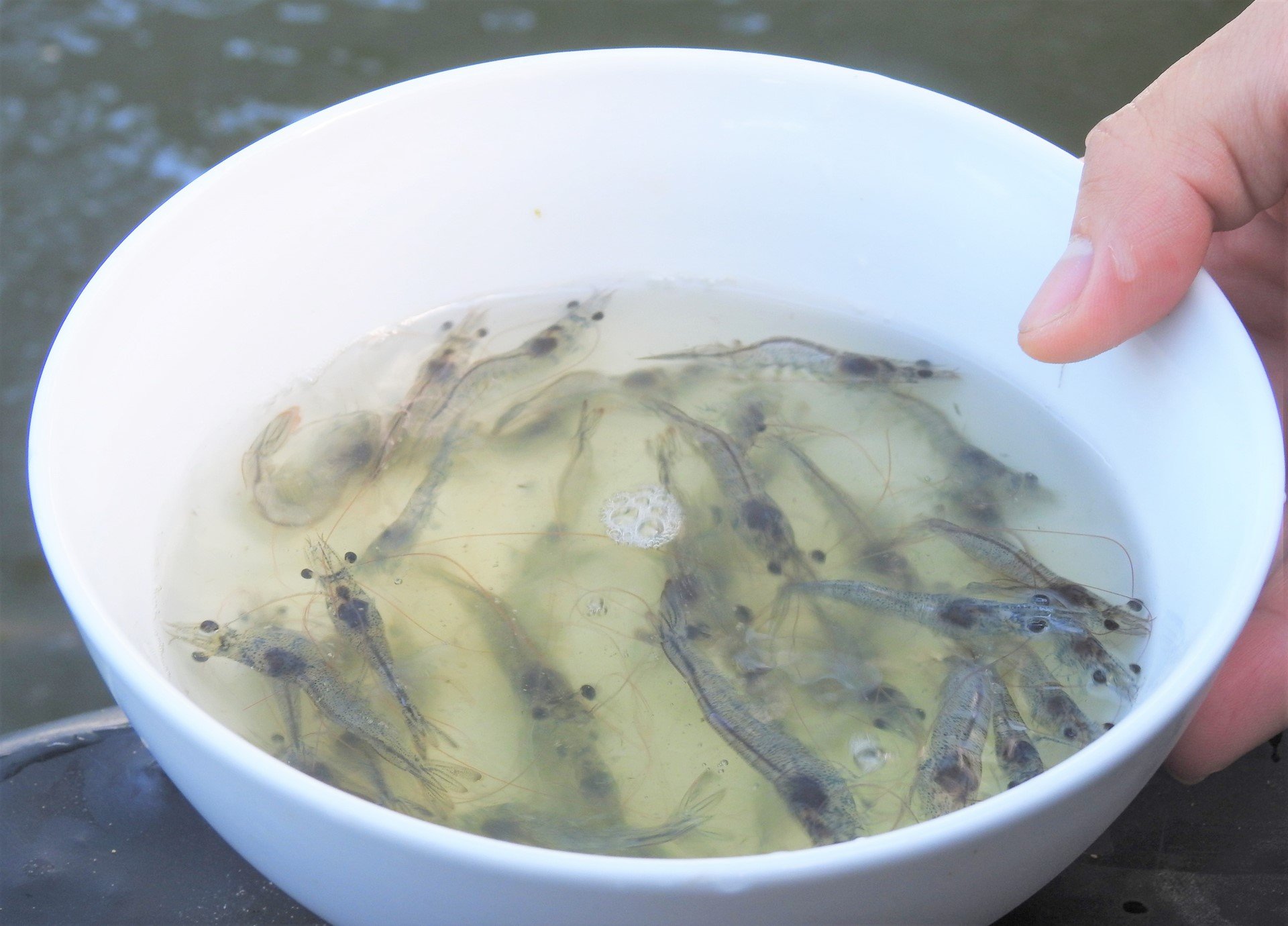 The expansion of high-tech shrimp farming models both minimizes disease, protects the environment during the farming process, and improves the quality of post-harvest shrimp products. Photo: Thanh Nga.