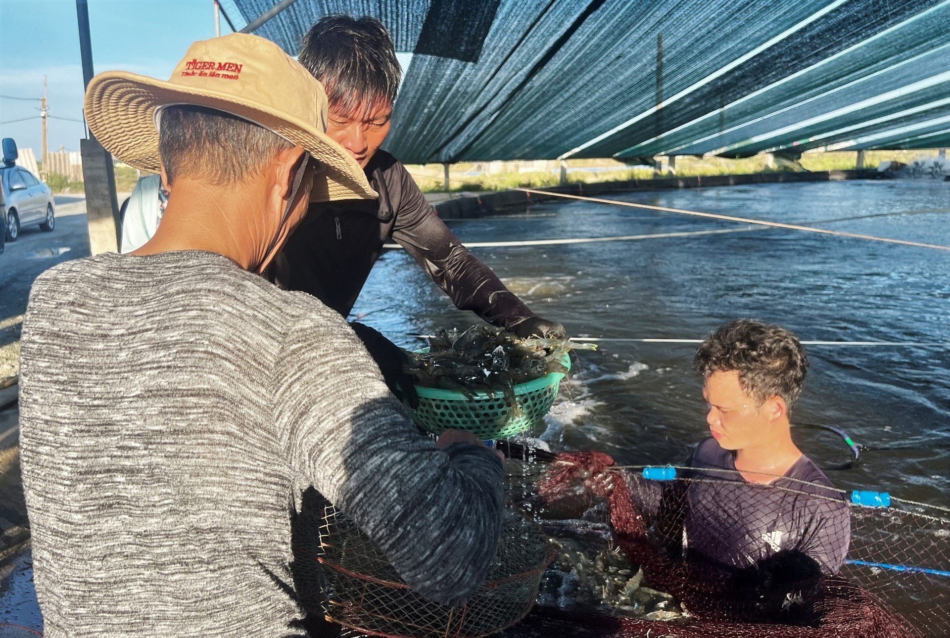 The first farming crop of Mr. Khanh's model brings a profit of more than VND 600 million. It is expected that in more than a month, the second shrimp crop will be harvested. Photo: Thanh Nga.
