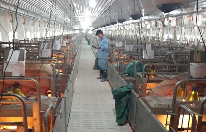 Nhờ làm tốt các quy trình phòng chống dịch bệnh nên việc nuôi lợn giống của Công ty Dabaco Hải Phòng vẫn đạt hiệu quả cao. Ảnh: Đinh Mười.