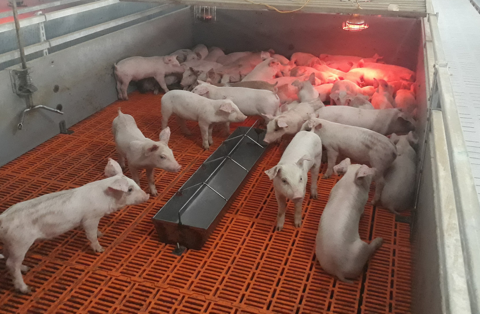 Chăn nuôi an toàn sinh học được xem là vấn đề sống còn của người nuôi lợn giai đoạn hiện nay. Ảnh: Quang Dũng.