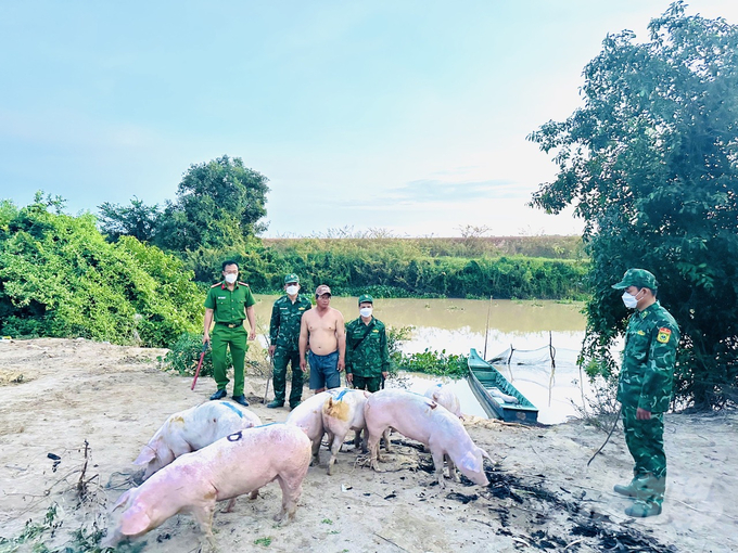 The functional forces of Long An Province apprehending illegally smuggled pigs across the border. Photo: Le Hoang Vu.