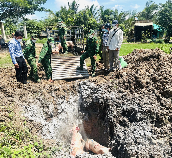 Illegally smuggled pigs from the Cambodian border into the Long An area have been captured by the relevant authorities and taken for disposal. Photo: Le Hoang Vu.