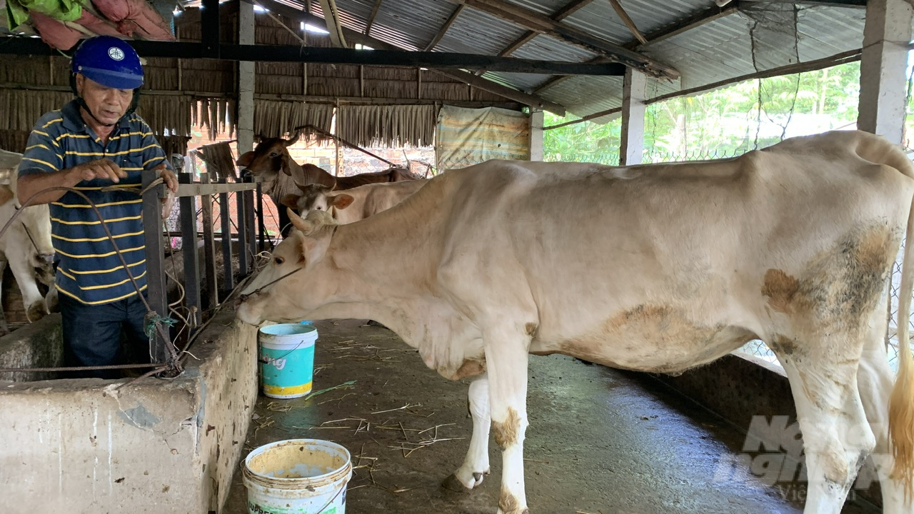 Trà Vinh, với hơn 100 ngàn con bò trong đàn vật nuôi, đã tập trung mạnh mẽ vào công tác phòng bệnh. Ảnh: Hồ Thảo.