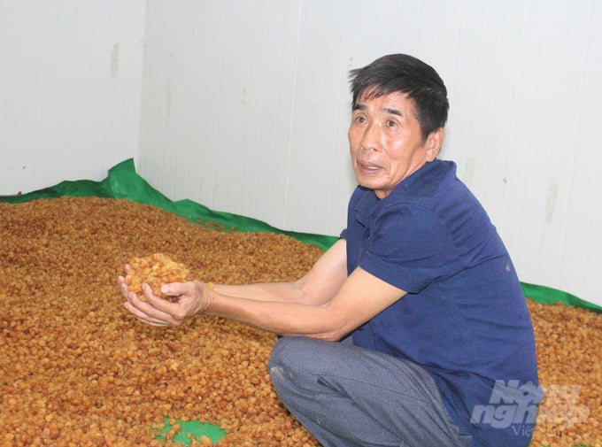 Theo ông Lê Danh Phúc, Giám đốc HTX Dịch vụ nông nghiệp Bảo Minh, mưa liên tục khiến chi phí thu hái, chế biến nhãn tăng lên. Ảnh: Trung Quân.