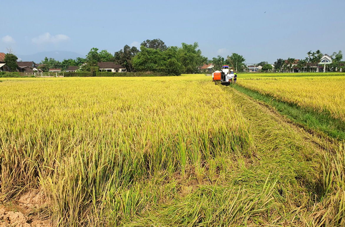 Các địa phương ĐBSCL cần khẩn trương thu hoạch dứt điểm lúa hè thu đã đến kỳ thu hoạch để giảm thiểu thiệt hại do đổ ngã. Ảnh: Sơn Trang.