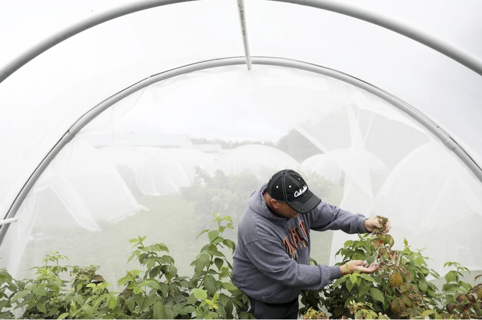 Entomology researcher Eric Burkness checked raspberry plants growing in a hoop house for signs of spotted wing drosophila Tuesday, Sept. 26, 2017, in Rosemont, Minn. New research from North Carolina State University offers some hope to fruit growers who have struggled with a damaging fruit fly and describes how the researchers manipulated the insects’ DNA so that female offspring would be sterile. Photo: Anthony Souffle